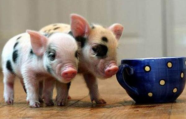 世界上最小的猪：微型猪体重仅10公斤