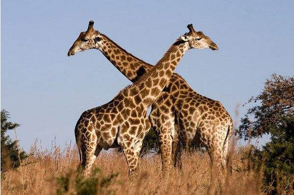 世界上最高的动物：长颈鹿身高可达8米