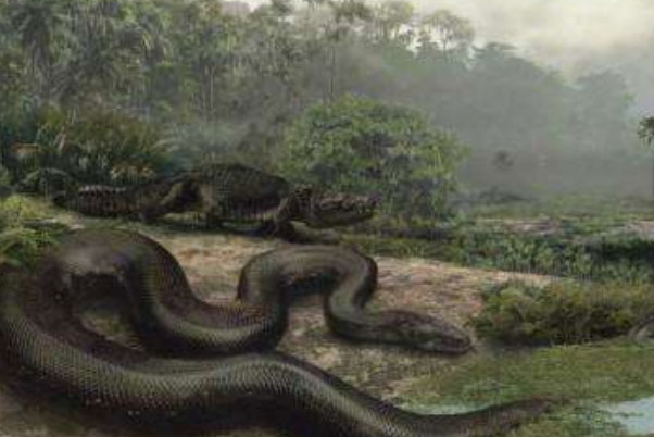 远古最大的蛇：泰坦蟒长15米重达1吨