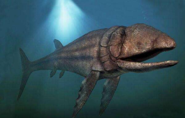 世界上最大的硬骨鱼类：利兹鱼体重达40吨