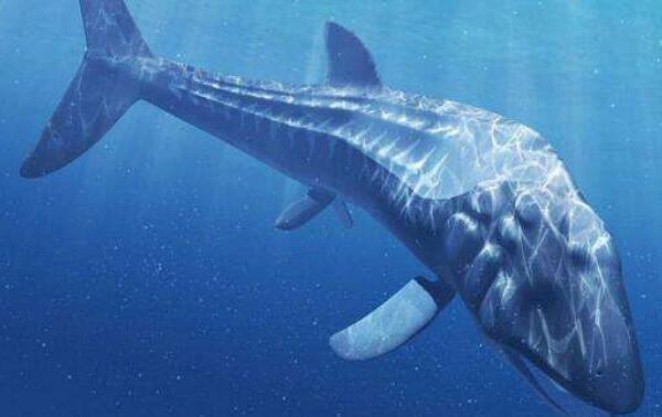 世界上最大的硬骨鱼类：利兹鱼体重达40吨