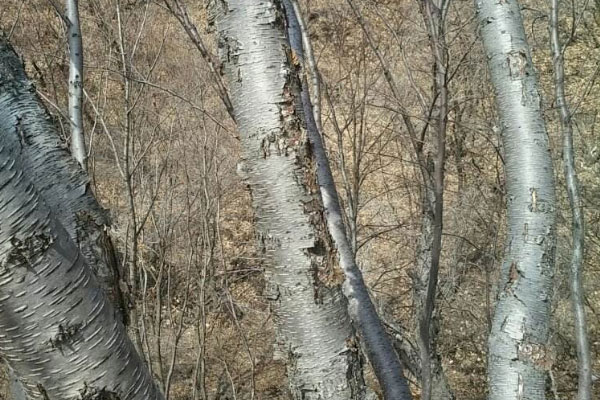 世界上最硬的树木：铁桦树“刀枪不入”