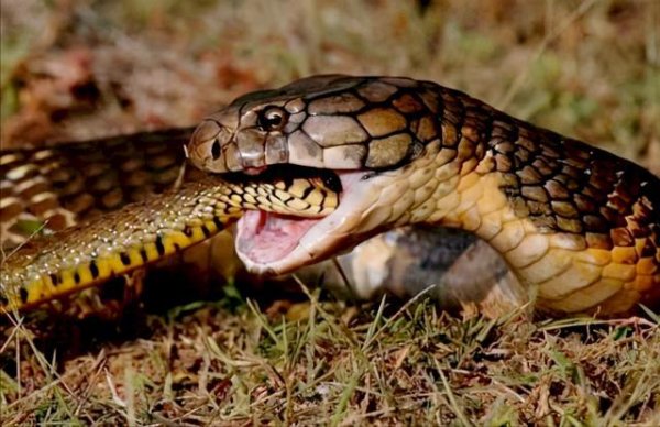 世界上最长的毒蛇：眼镜王蛇体长近6米