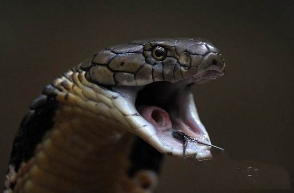 世界上最长的毒蛇：眼镜王蛇体长近6米