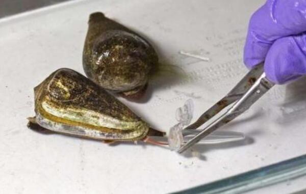 世界上破坏性最强的蜗牛：锥形蜗牛带有剧毒