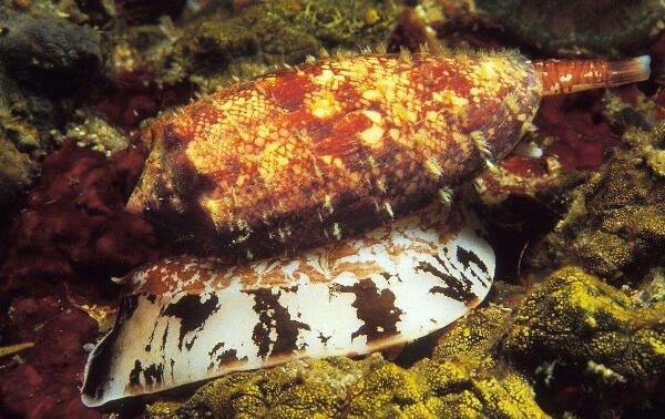世界上破坏性最强的蜗牛：锥形蜗牛带有剧毒