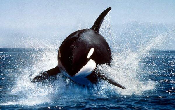 世界上最大的海豚科动物：虎鲸体长可达9米