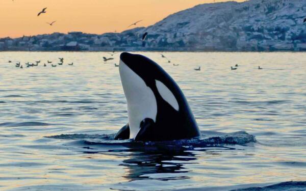 世界上最大的海豚科动物：虎鲸体长可达9米
