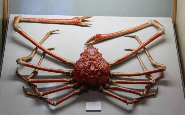 世界上体型最大的螃蟹：巨型杀人蟹体重高达40斤