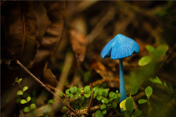 世界十大最奇怪的蘑菇：荧光小菇会发出鬼火光芒