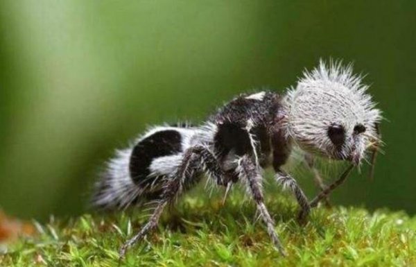 世界上最奇怪的动物，熊猫蚂蚁榜上有名