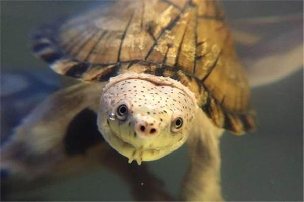 世界上最凶狠的乌龟，剃刀龟出击速度极快