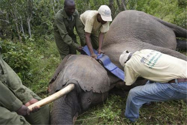 世界上最凶猛的大象，非洲象高达4米以上