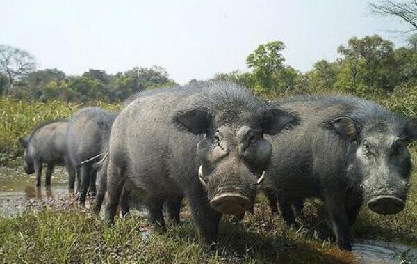 世界上最大的野猪，巨林猪重量超500公斤