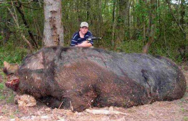 世界上最大的野猪，巨林猪重量超500公斤