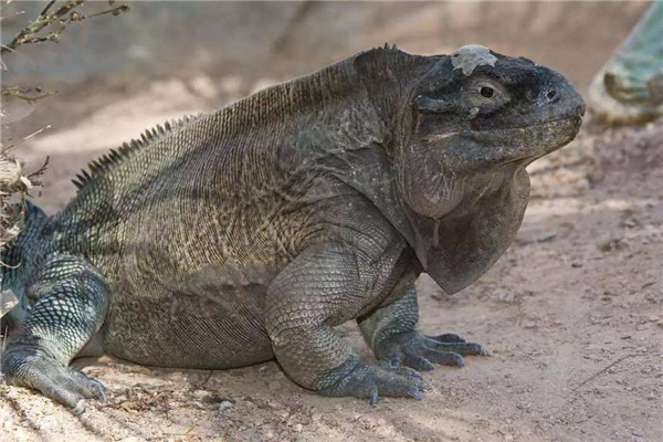 古巴鬣蜥寿命图片