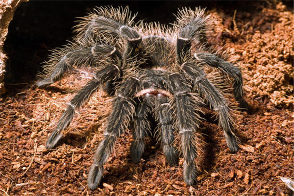 世界上最致命的蜘蛛，巴西漫游蜘蛛的毒液毒性很强