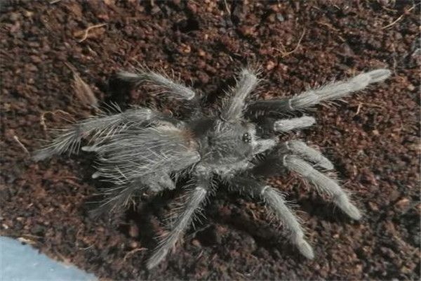 世界上最致命的蜘蛛，巴西漫游蜘蛛的毒液毒性很强