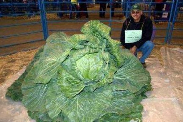 世界上最大的卷心菜：重量达70斤，直径达50厘米