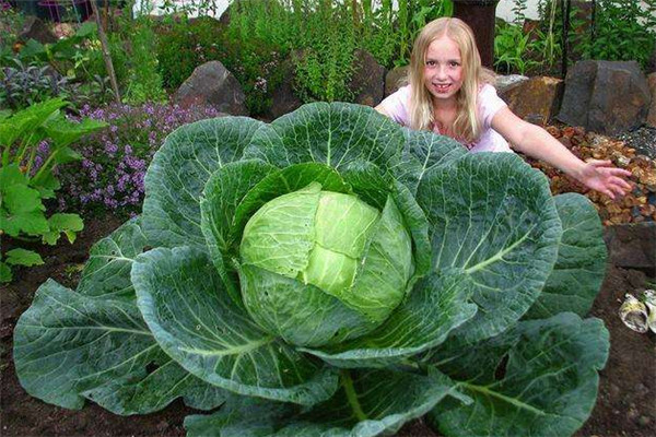 世界上最大的卷心菜：重量达70斤，直径达50厘米