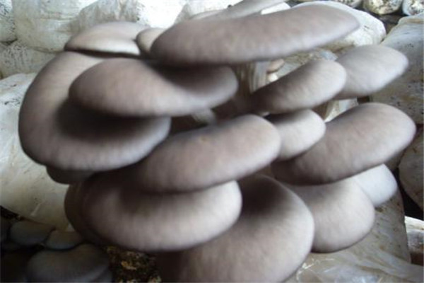 世界上最大的平菇：重达22公斤，高1.7米