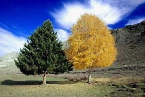世界上最浪漫的树：可可托海夫妻树