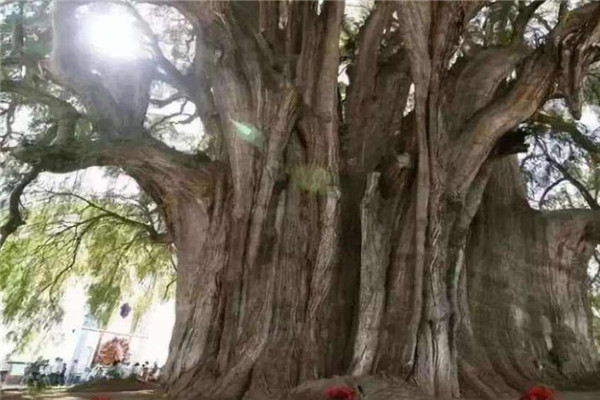 世界上第二古老的树：塞意阿巴库树已有4000年历史