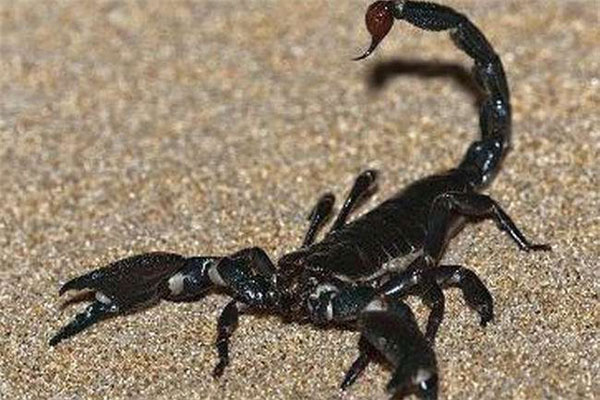世界上体型最大的蝎子，帝王蝎最大可达40cm