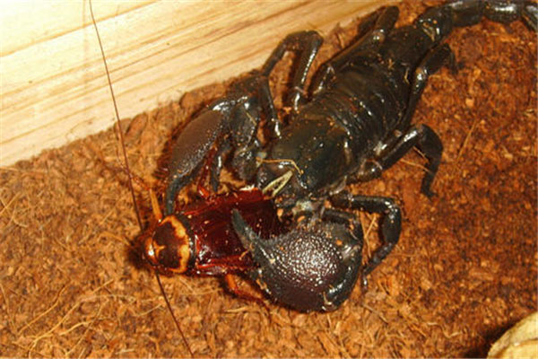 世界上体型最大的蝎子，帝王蝎最大可达40cm