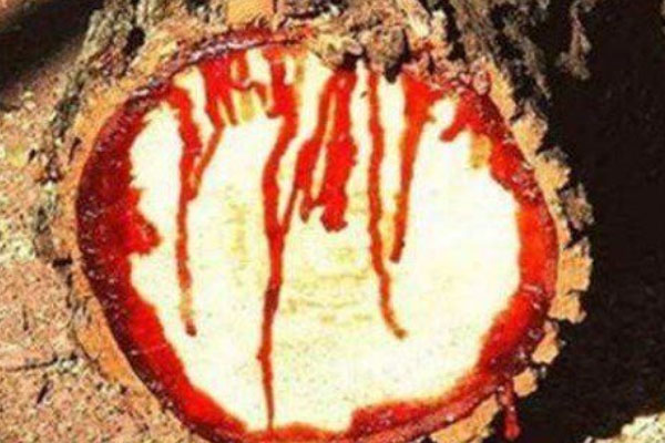 世界上最神奇的吸血植物：吸血树能吸人血