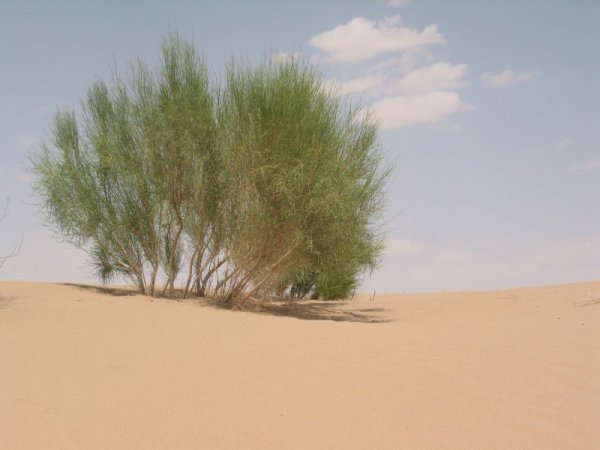 沙漠最顽强的植物，梭梭有强大的固沙抗沙作用