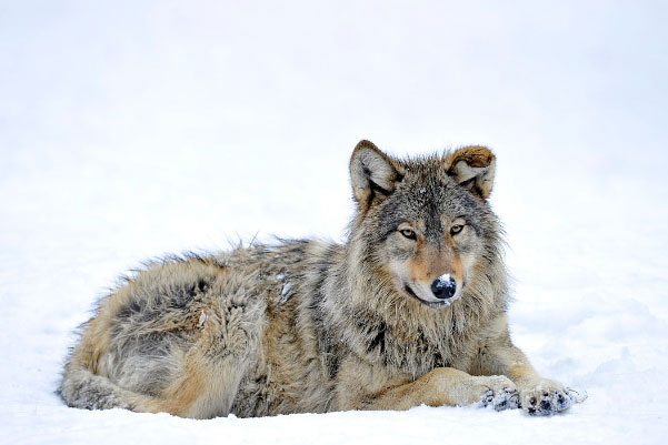 世界上最漂亮的狼：纽芬兰白狼排第一名