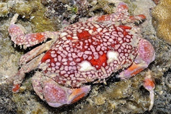 世界十大毒螃蟹：铜铸熟若蟹居第一，被咬一口就会死亡