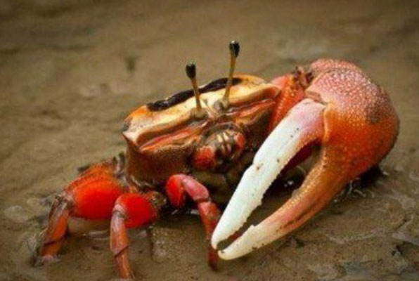 世界十大毒螃蟹：铜铸熟若蟹居第一，被咬一口就会死亡