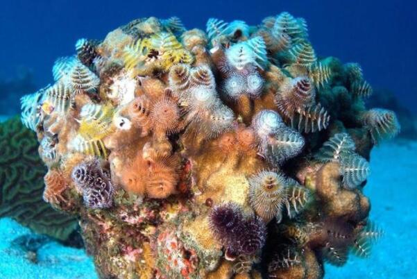 世界最美的十大珊瑚品种，你都见过哪几种？