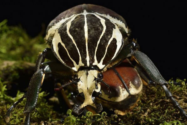 世界上最大的虫子：泰坦甲虫当之无愧排第一