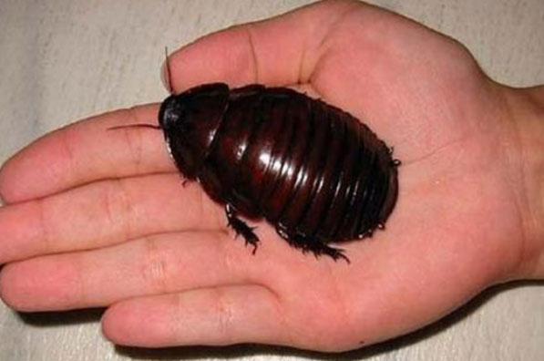 世界上最大的虫子：泰坦甲虫当之无愧排第一