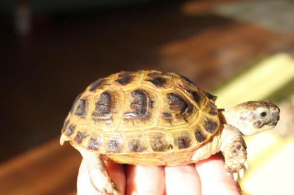 世界十大最稀有的乌龟品种：云南闭壳龟上榜，斑鳖排榜首