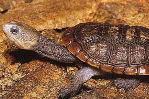 世界十大最稀有的乌龟品种：云南闭壳龟上榜，斑鳖排榜首