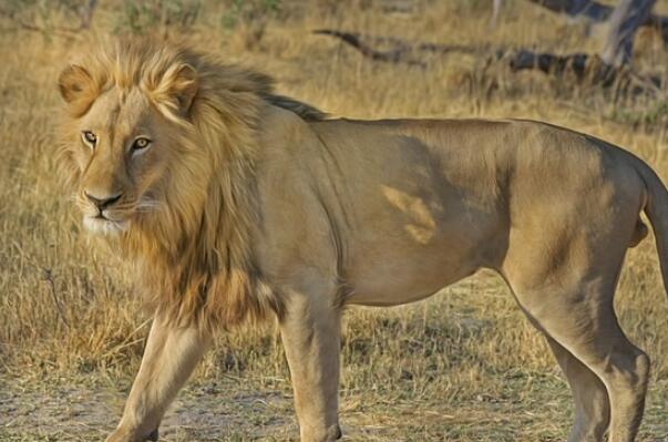 非洲分布广泛的十大猛兽：非洲狮是草原之王