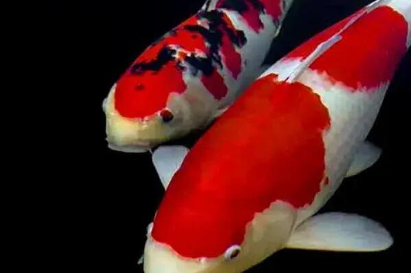 世界十大名贵锦鲤品种：红白锦鲤登顶榜首