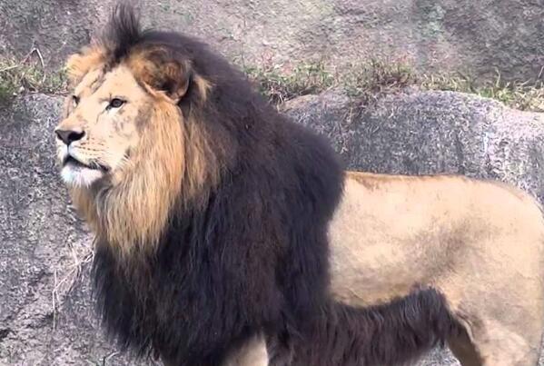 盘点世界狮子的种类：巴巴里狮已灭绝