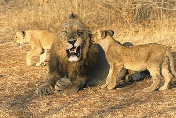 盘点世界狮子的种类：巴巴里狮已灭绝