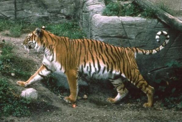世界老虎种类大全：巴厘虎垫底，东北虎第一