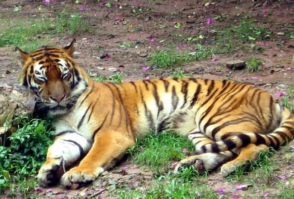 世界老虎种类大全：巴厘虎垫底，东北虎第一