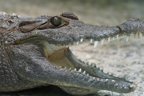 世界最凶猛的十大鳄鱼：尼罗鳄上榜，第一名湾鳄