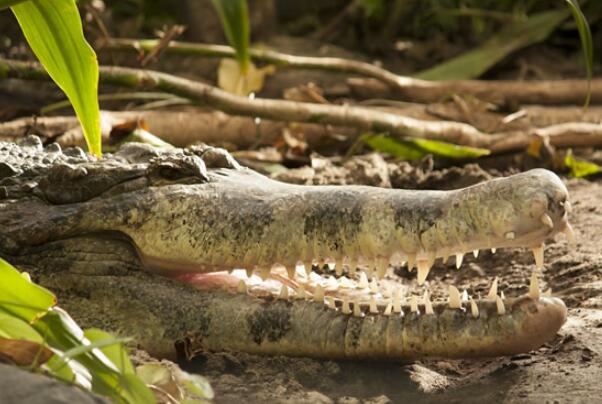 世界最凶猛的十大鳄鱼：尼罗鳄上榜，第一名湾鳄