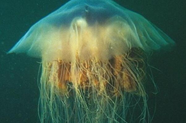 毒性最强的十大水母品种：北极霞水母上榜
