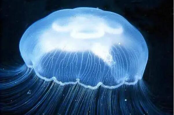 毒性最强的十大水母品种：北极霞水母上榜