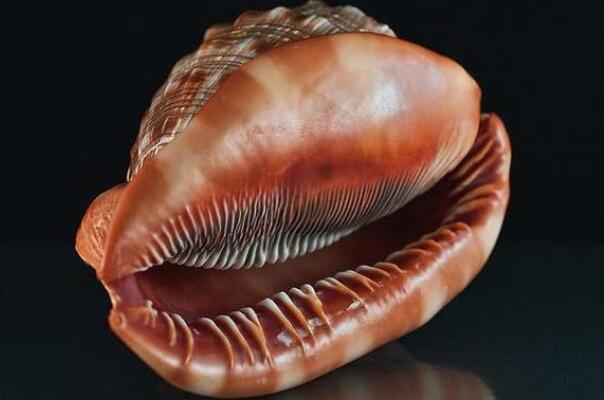 世界十大知名海螺品种：唐冠螺上榜，鹦鹉螺登榜首
